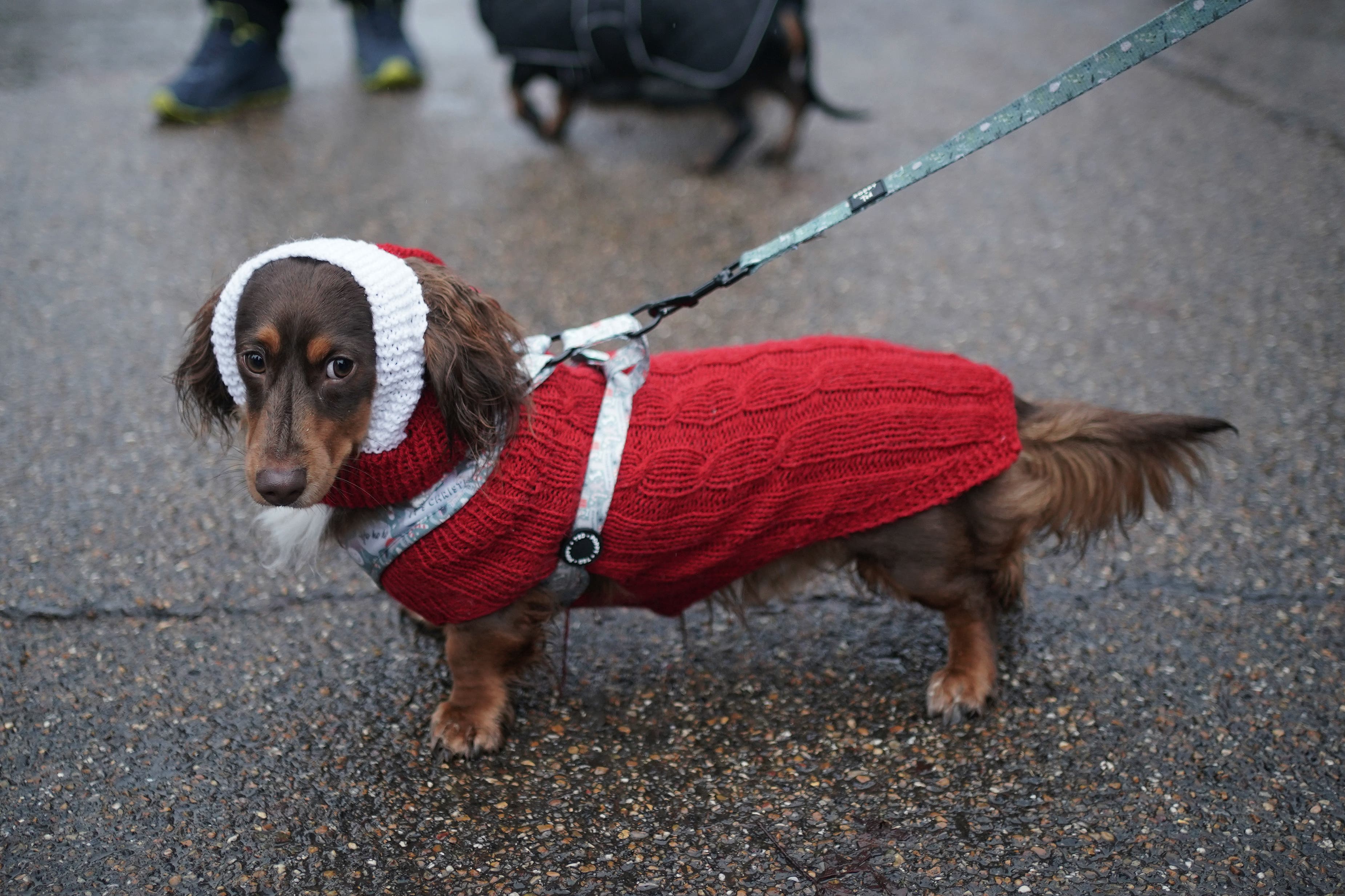 Dachshunds at the annual Hyde Park Sausage Walk (Yui Mok/PA)