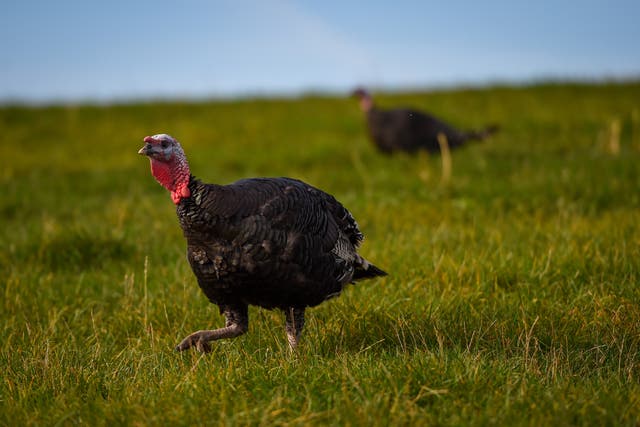 <p>Turkeys have a desire to meet their natural instincts, just as we do</p>