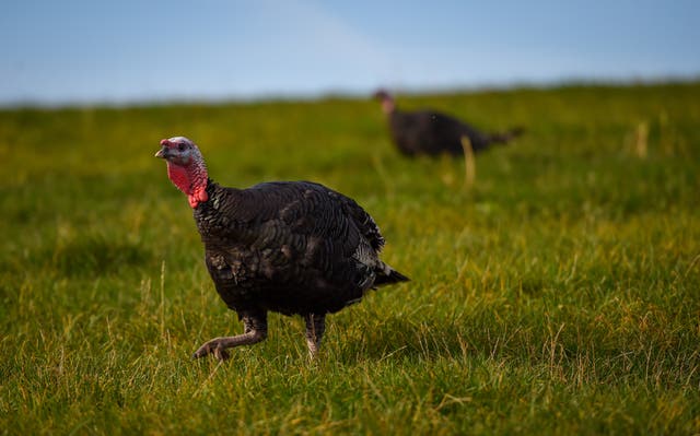 <p>Turkeys have a desire to meet their natural instincts, just as we do</p>