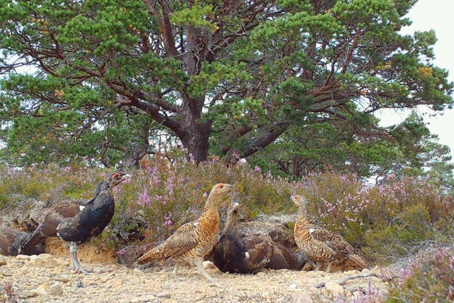 The cameras captured images of capercaillie (Forestry and Land Scotland/PA)