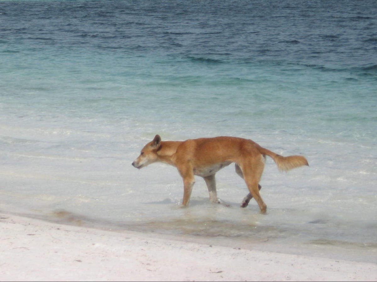 Dingo attacks 5-year-old playing on beach in Queensland Dingo attacks 5-year-old playing on beach in Queensland