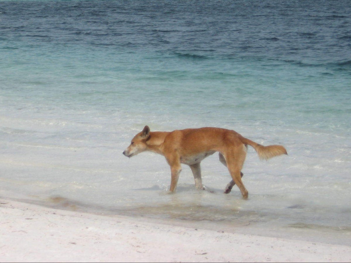 Dingo attacks 5-year-old playing on beach in Queensland
