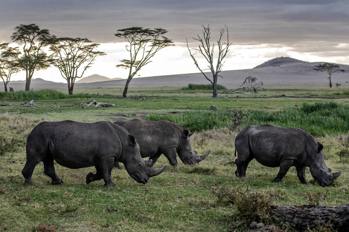 Historic UN deal on biodiversity calls to protect one third of land and water by 2030