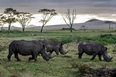 Cop15: Historic UN deal on biodiversity to protect 30% of land and water by 2030