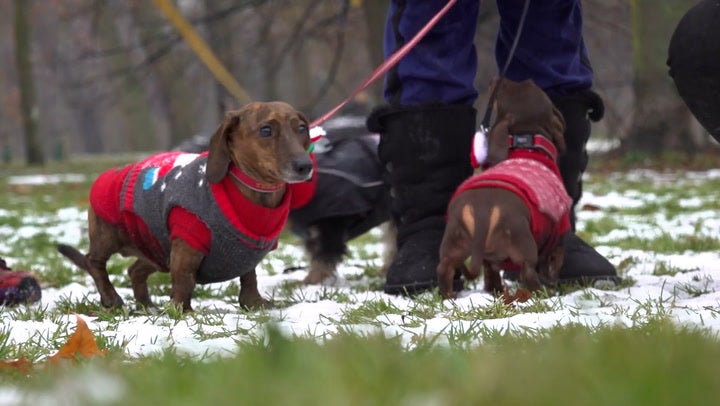 Oasis sausage hot sale dog jumper