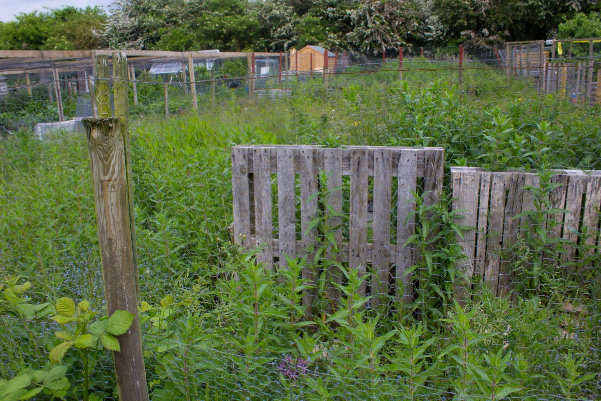 Allotment beginners – what to do if your new plot looks like a shambles