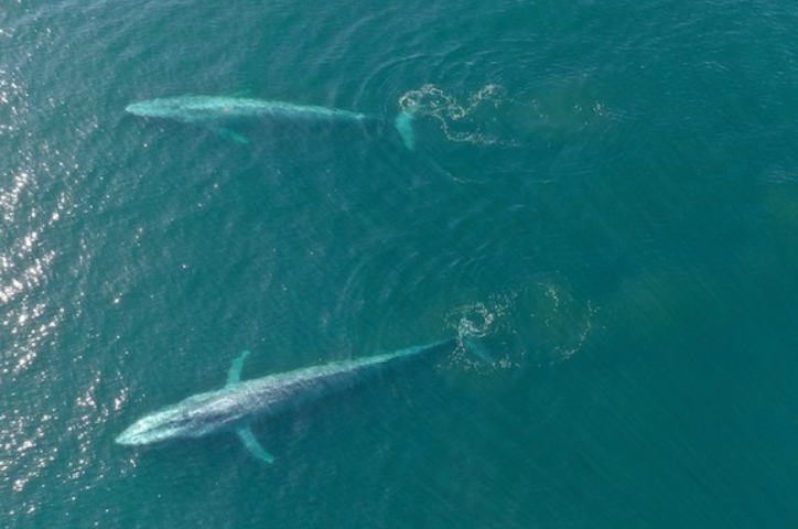 <p>Two blue whales glide below the surface off the coast of California</p>