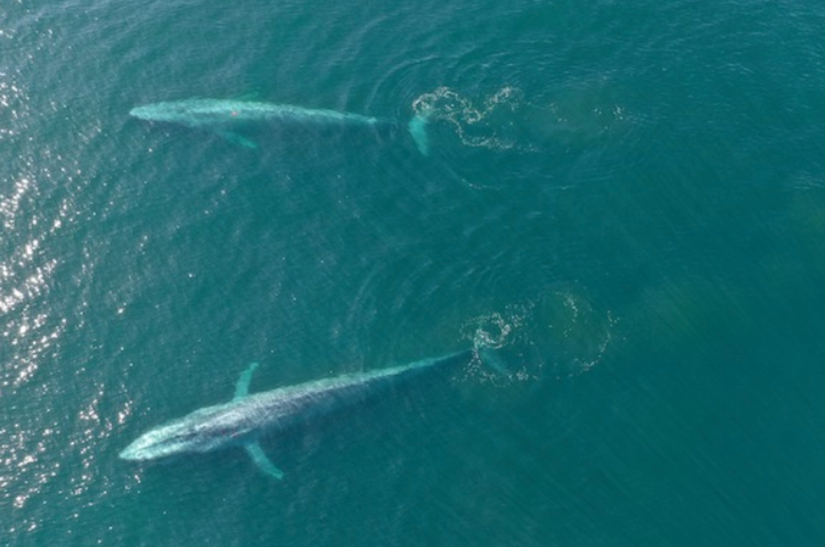 Whales can fight climate change, scientists discover