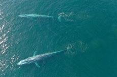 Whales can fight climate change, scientists discover