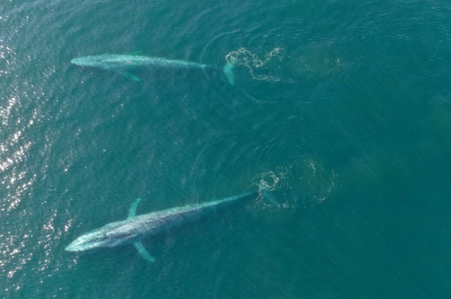 <p>Two blue whales glide below the surface off the coast of California</p>