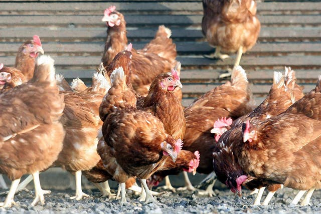 A planned tie-up between two poultry feed giants looks set to be investigated (PA)