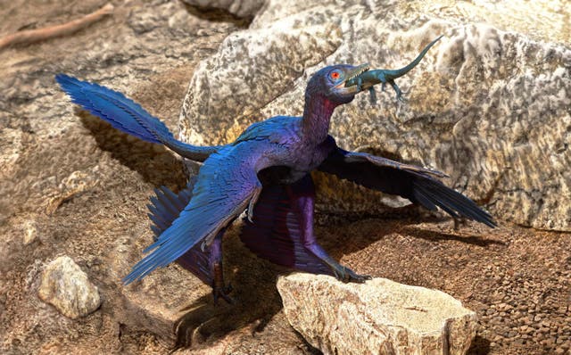 <p>Illustration of a lizard-swallowing Microraptor</p>