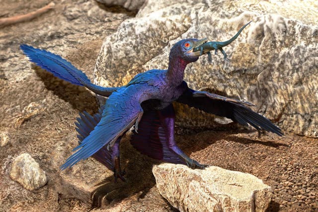 <p>Illustration of a lizard-swallowing Microraptor</p>