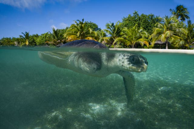 Study suggests turtles are in a race against time to beat climate change (Kirsty O’Connor/PA)