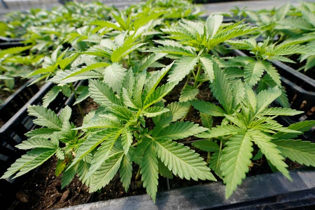 <p>Marijuana plants for the adult recreational market are are seen in a greenhouse at Hepworth Farms in Milton, New York </p>