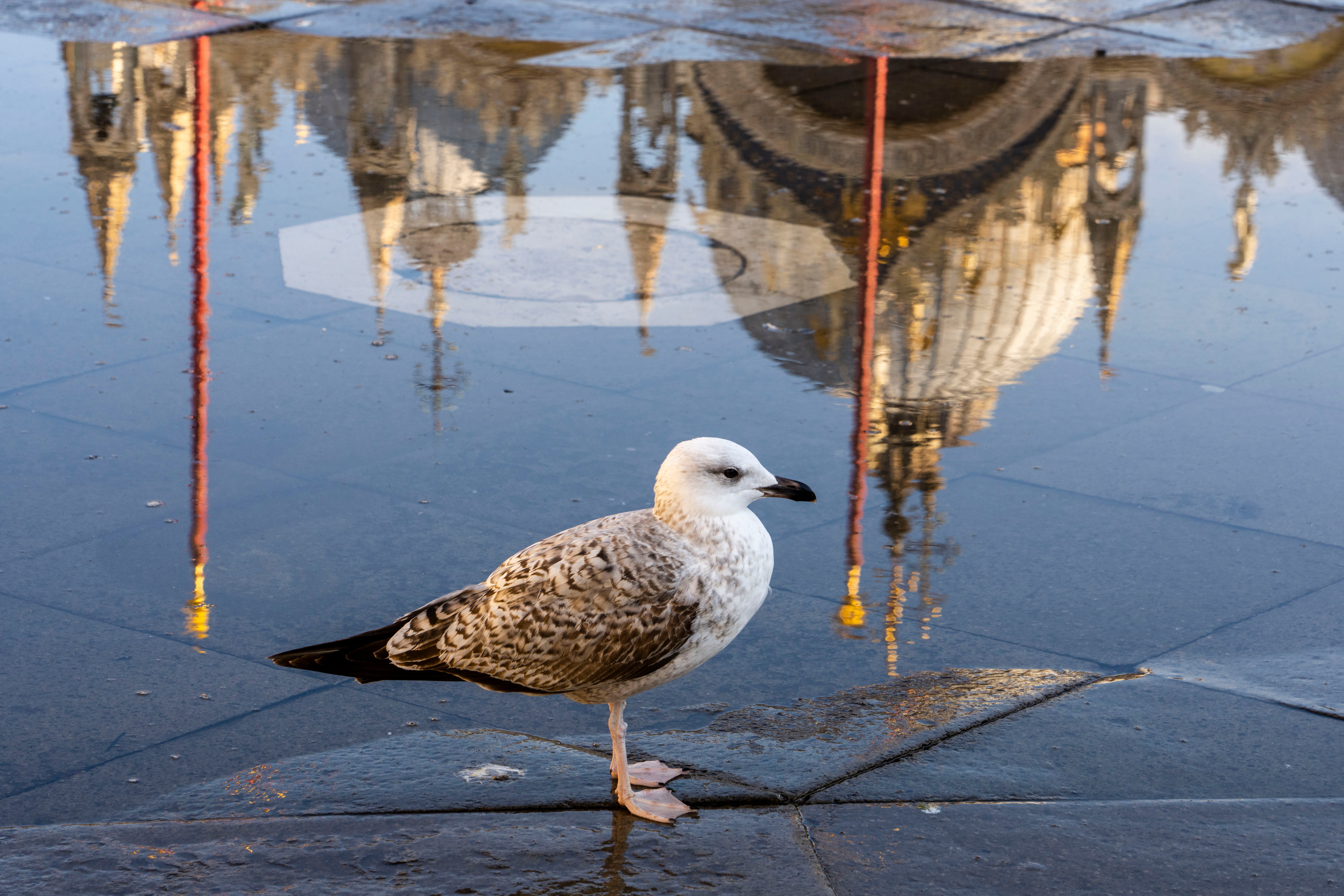 A seagull standing in St Mark’s Square