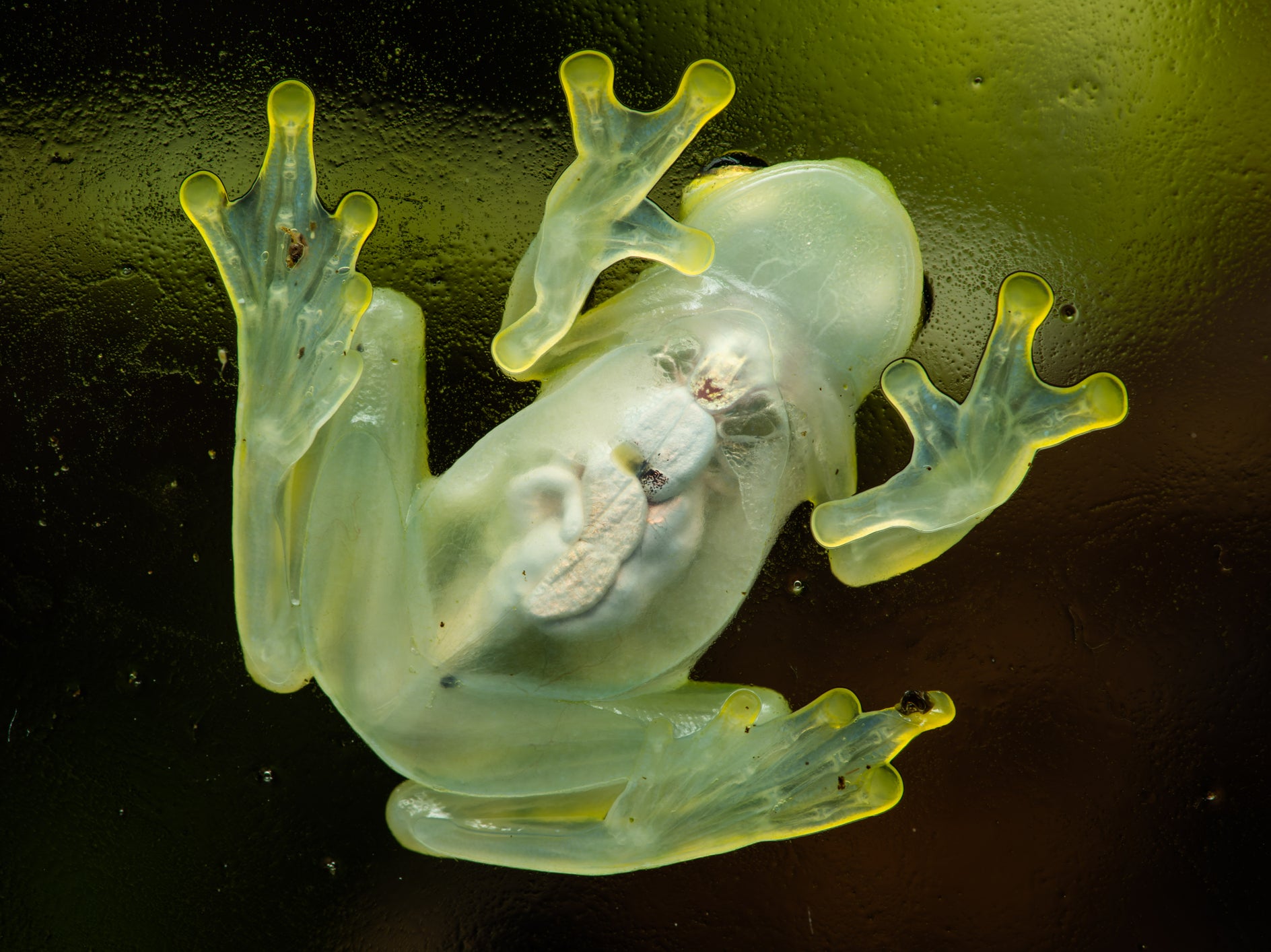 Glass frogs become transparent by hiding red blood cells in their livers,  scientists have found