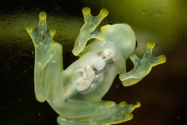 <p>A glass frogs had transparent skin </p>