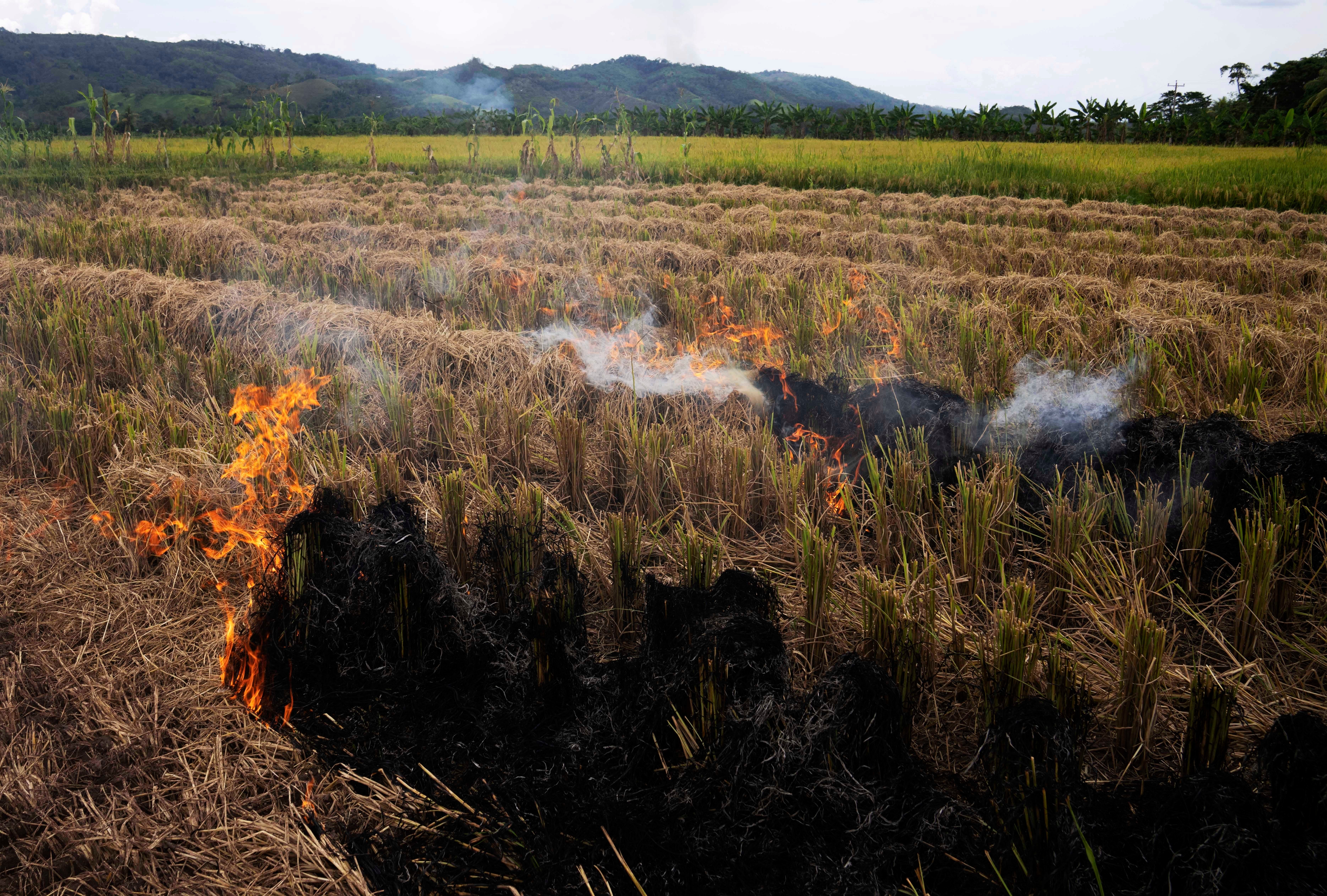 Climate Carbon Credits Explainer