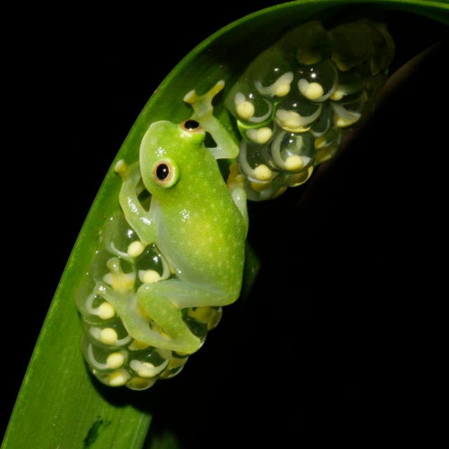 Glass Frogs Transparency