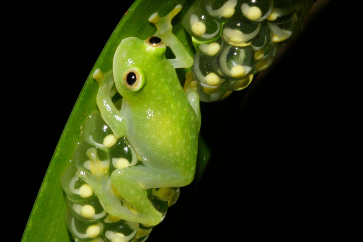 Glass act: Scientists reveal secrets of frog transparency