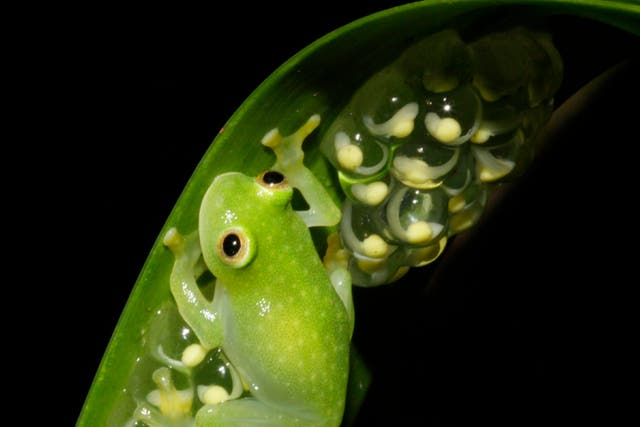 Glass Frogs Transparency