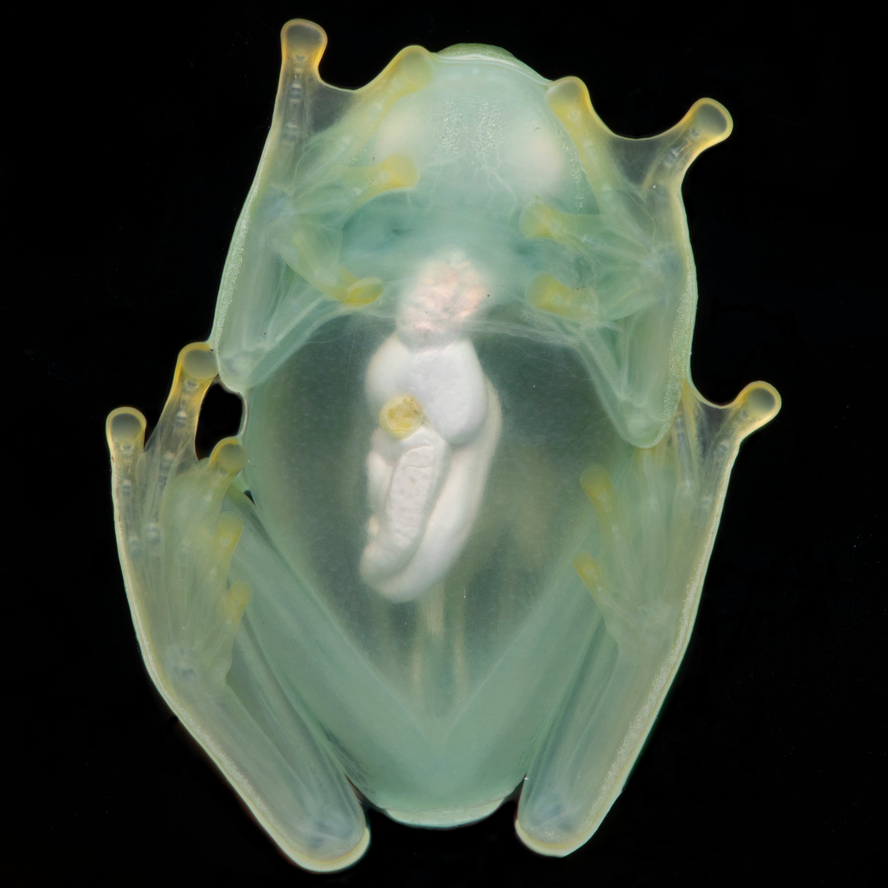 Glass Frogs Transparency