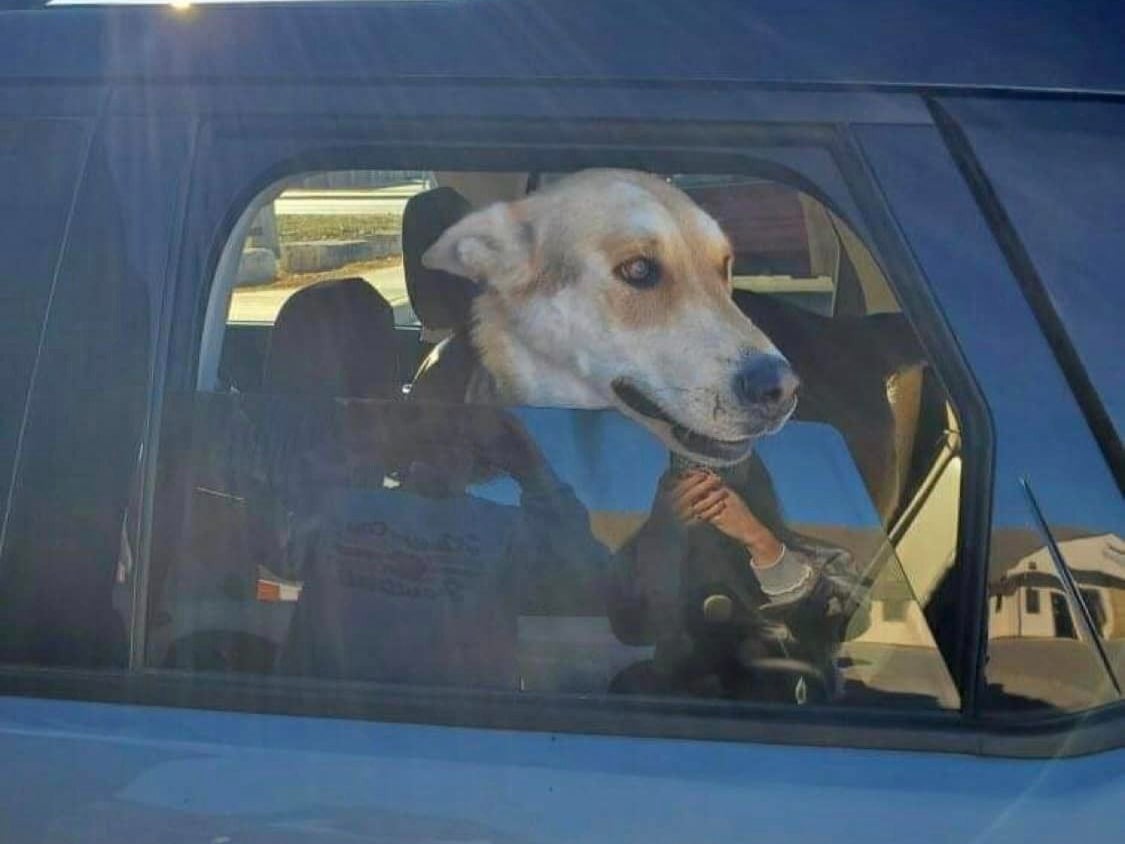 Zeppelin the dog on his way home on 18 December