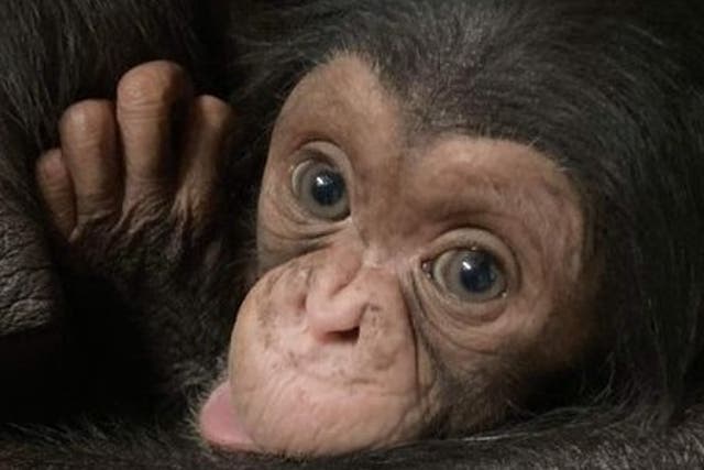 <p>A five-week old chimpanzee who went viral with its mother has died, according to a Kansas zoo</p>