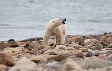Canadian polar bears near 'bear capital' dying at fast rate