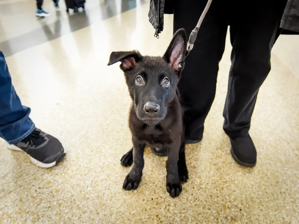 The German Shepherd mix pup had been left behind at San Francisco’s airport