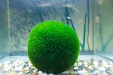 Japanese seaweed balls at risk from deadly winter sunburn, study shows