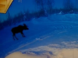 A moose shakes off its antlers on 15 December, 2022, in Houston, Alaska, a process captured on a security camera video