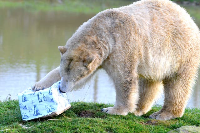 The polar bears at Yorkshire Wildlife Park received their favourite Christmas present this year – used kayaks (Yorkshire Wildlife Park/PA)