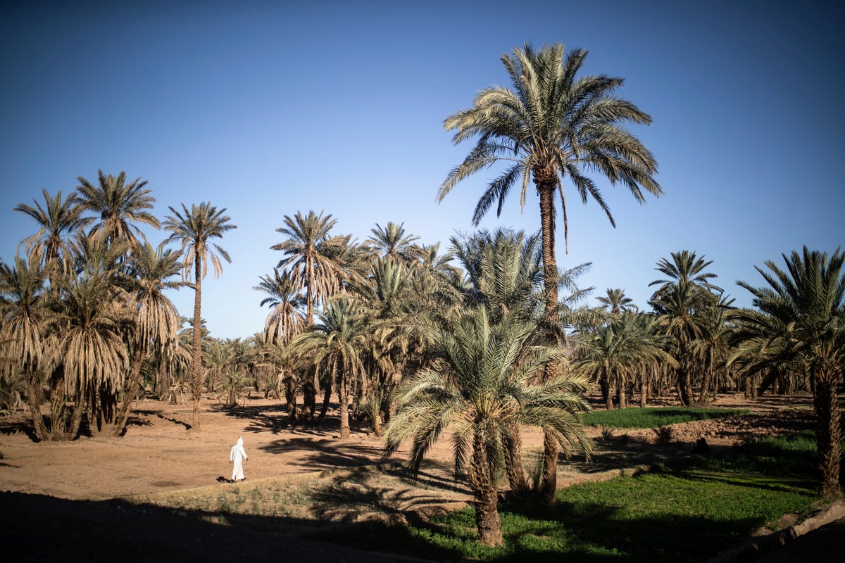 Climate change threatens centuries-old oases in Morocco