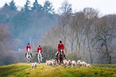 Hundreds of suspected illegal fox hunts took place in UK over month, group says