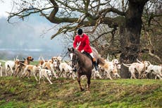 Hunt hounds chased and attacked pet cats, dogs, horses, donkeys and alpacas, report says