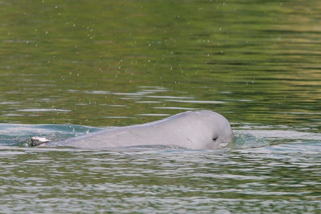 CAMBOYA-DELFINES