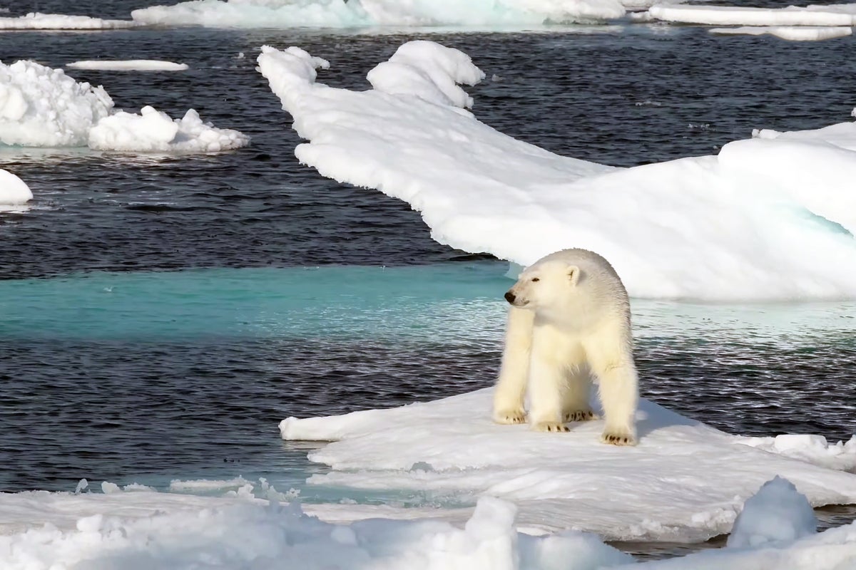 Europe’s first case of bird flu in a polar bear reported in Norway