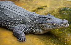 Fears over crocodiles swimming into homes as flooding hits Australia