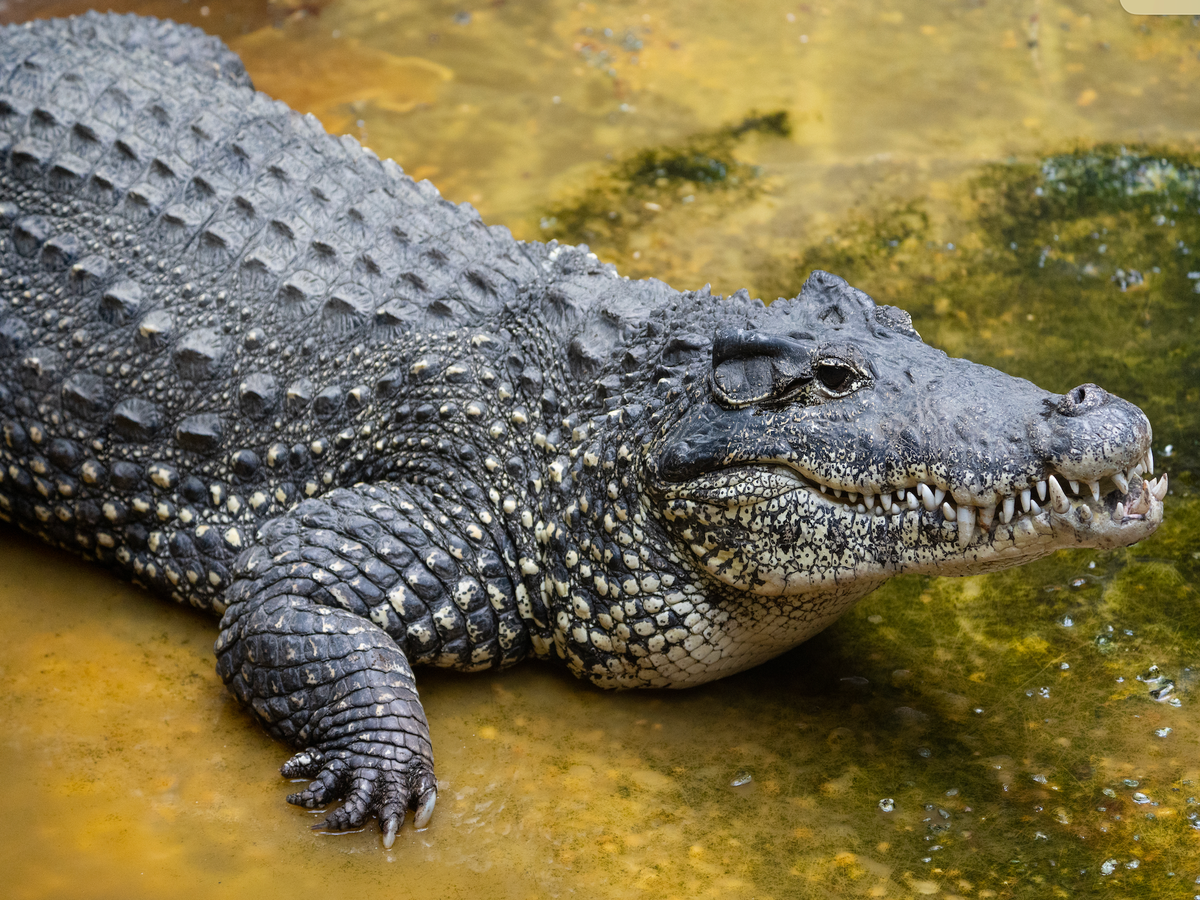 crocodiles in water