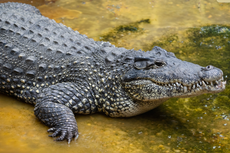Fears over crocodiles swimming into homes as flooding hits Australia