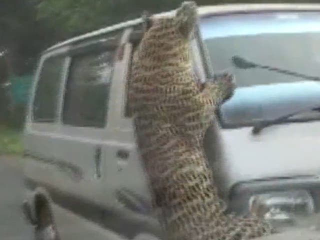 <p>A leopard in India’s Assam state was seen on the prowl in Jorhat district and attacked 13 people on Monday</p>