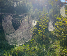 Study documents first known observation of spider web so sturdy even birds can perch on them