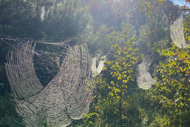 <p>Sunlight streams through the elaborate webs made by Joro spiders</p>