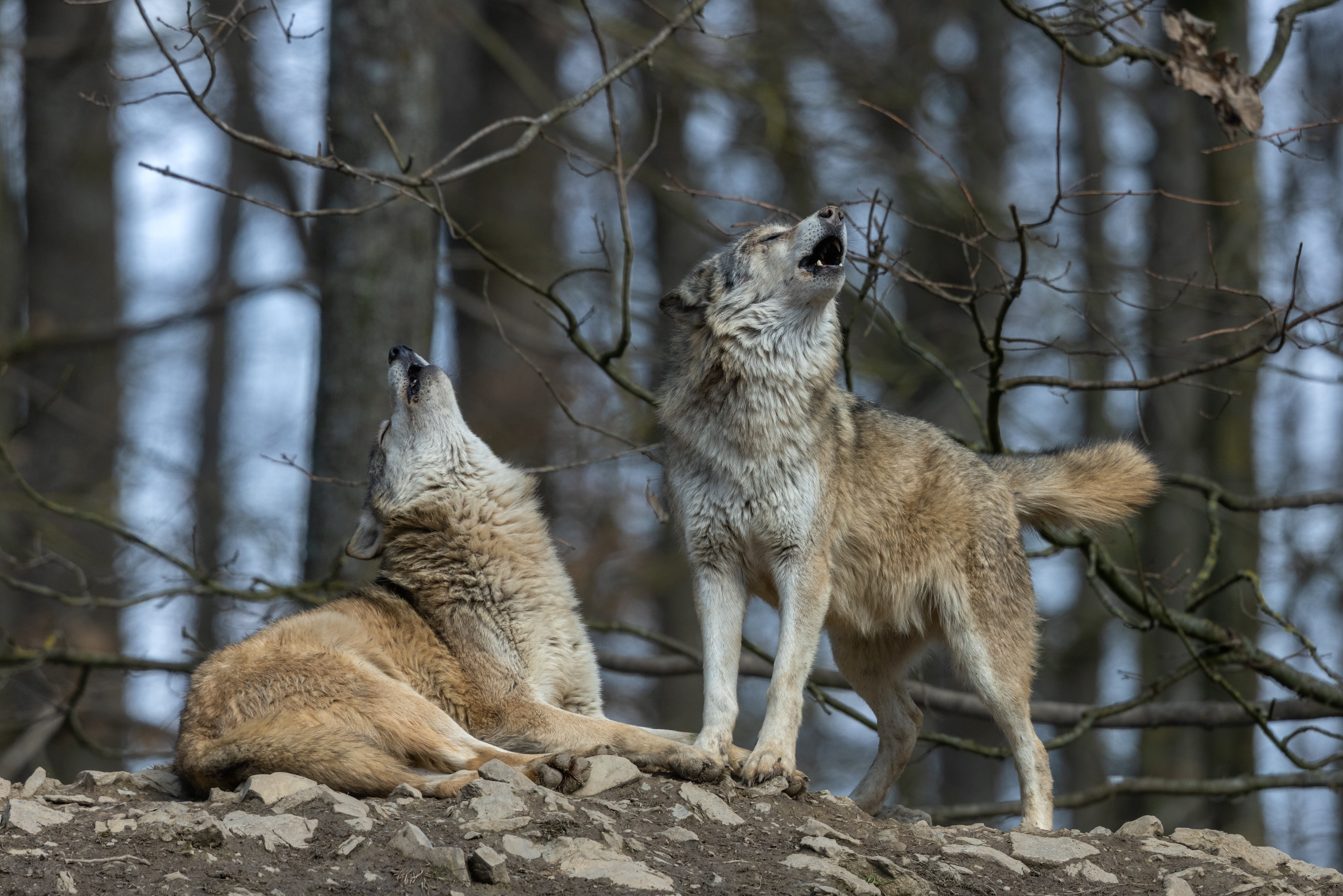 <p>Human culture has made the wolf the repository of all our fears of nature, from the devouring wolf in Red Riding Hood to the demonic werewolves in movies</p>