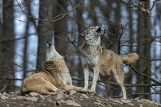 Awoo! Let’s welcome our best friend back to the wild | Donnachadh McCarthy