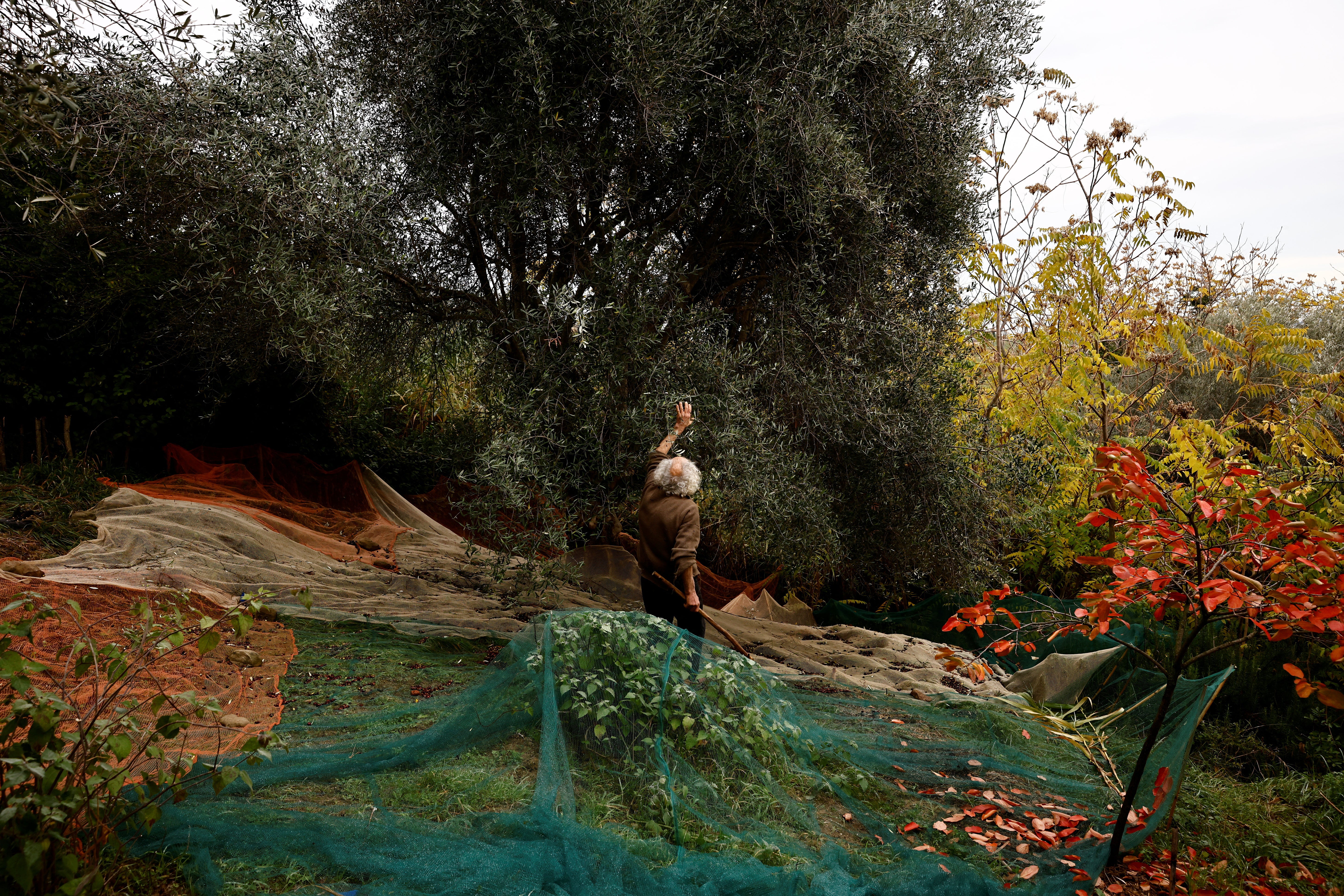 Harvesting olives from the trees