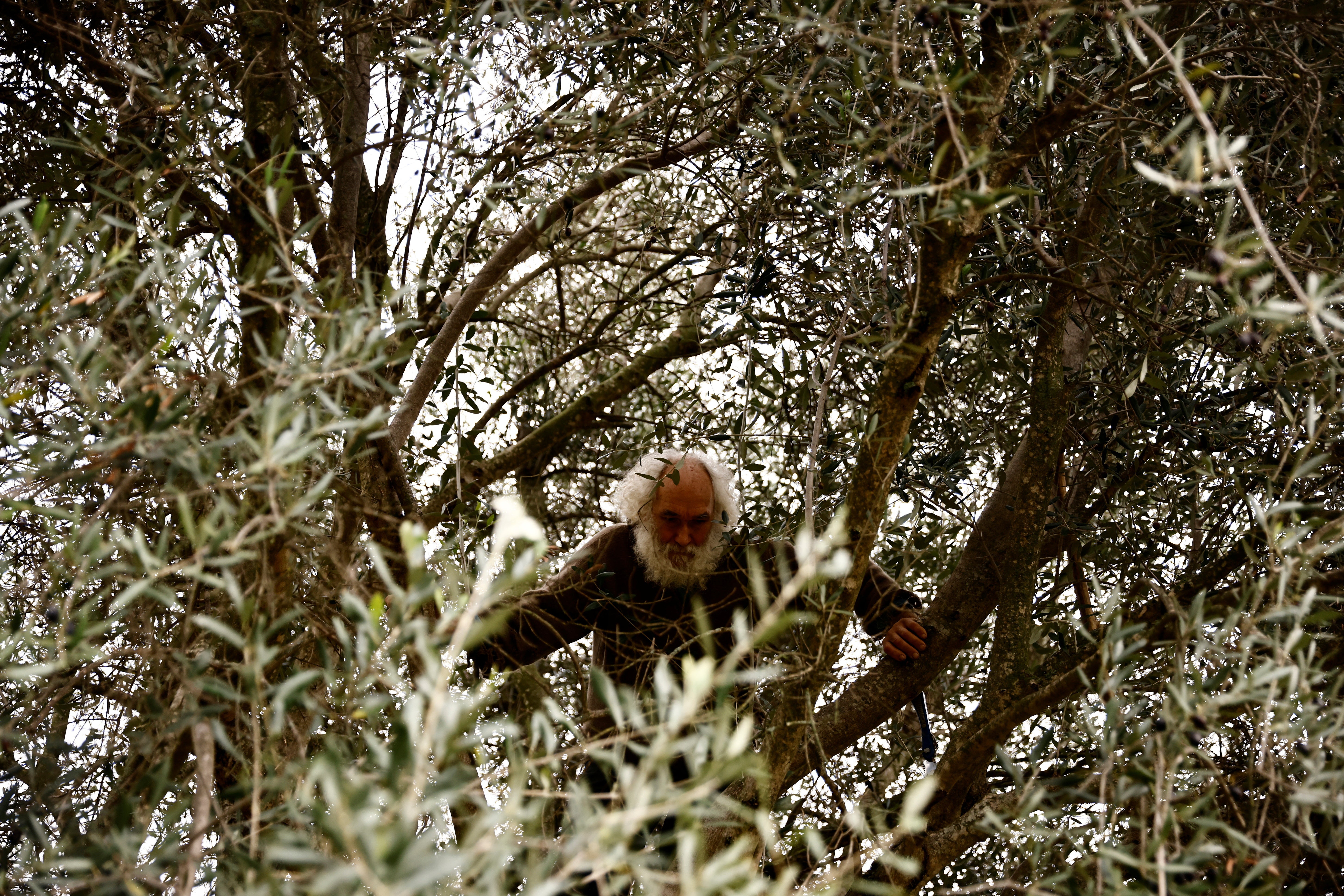 The 72-year-old climbs a tree to harvest olives