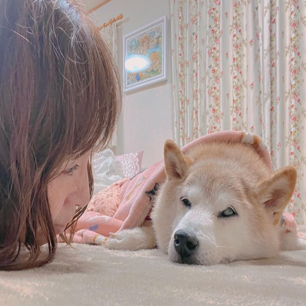 1200px x 1200px - Famed Shiba Inu dog who inspired 'doge' meme is critically ill with  leukemia | The Independent